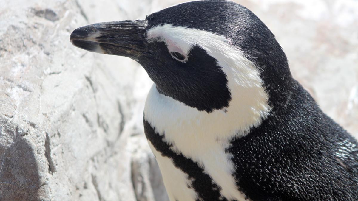 penguin